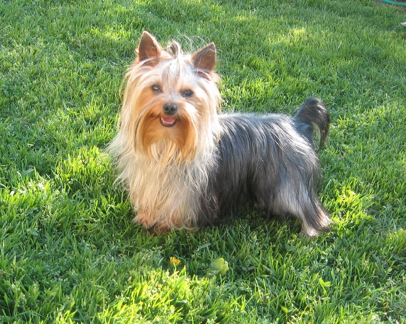 Frenchy de Philernamos