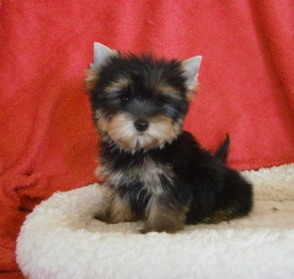 Figurine Décorative Chiot Yorkshire Terrier Castagna - En Résine, Fabrication Italienne